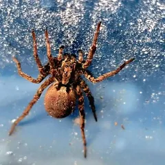 Koch's Wolf Spider thumbnail 1