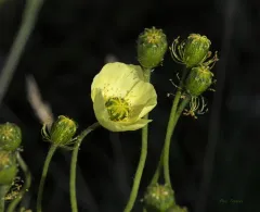 Lapland Poppy thumbnail 2