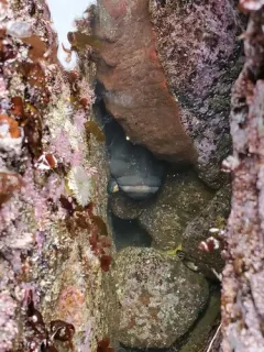 Monkey-faced Prickleback thumbnail 2