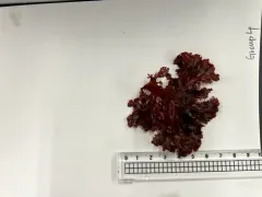 red sea fan thumbnail 4