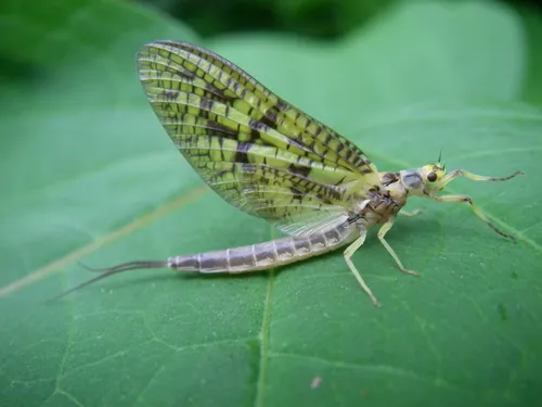 Eastern Green Drake