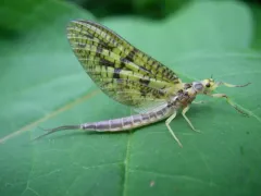 Eastern Green Drake thumbnail 1
