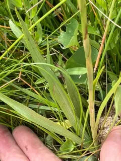 Ute Ladies'-tresses thumbnail 1