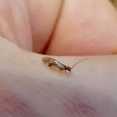 Climacia areolaris thumbnail 2
