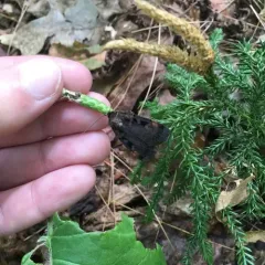 Pink-spotted Dart thumbnail 4