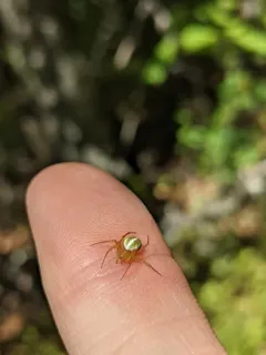 Araneus bivittatus thumbnail 3