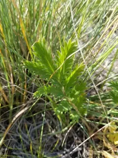 Sandhills Cinquefoil thumbnail 3