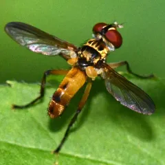 Xanthomelanodes flavipes thumbnail 1
