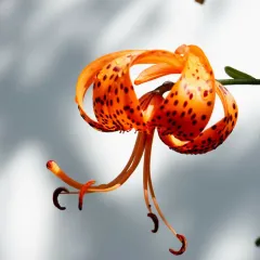tiger lily thumbnail 2