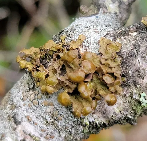 Chestnut Wrinkle Lichen