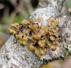 Chestnut Wrinkle Lichen thumbnail 1