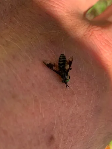 Chrysops nigripes