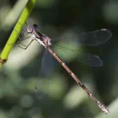 Spotted Spreadwing thumbnail 1