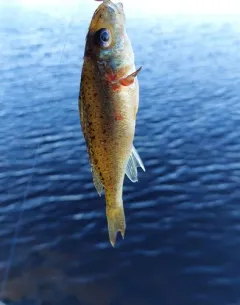 Ruffe thumbnail 3