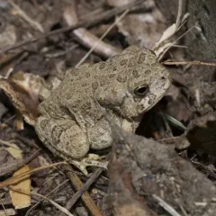 Woodhouse's Toad thumbnail 4