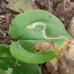 Liriomyza smilacinae thumbnail 4