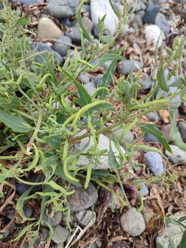 Saltbush Leaf-Fold Aphid