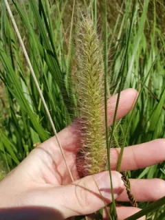 Chinese pennisetum thumbnail 2