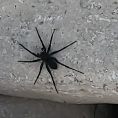 Stone Spider thumbnail 4