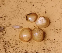 Herrington fingernailclam thumbnail 3