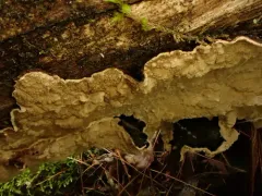 Cystostereum murrayi thumbnail 3