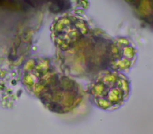 Hariotina reticulata