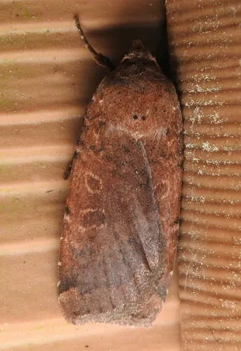 One-dotted Dart