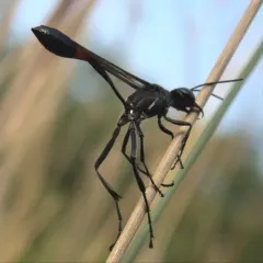 Common Thread-waisted Wasp thumbnail 3