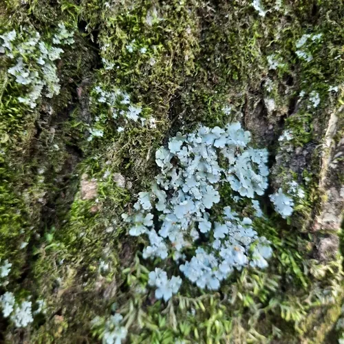 Powdery Axil-bristle Lichen
