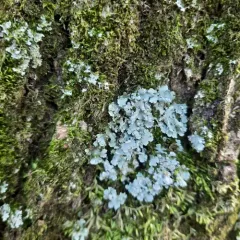 Powdery Axil-bristle Lichen thumbnail 1