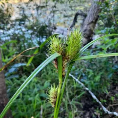 hop sedge thumbnail 3