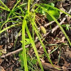 cattail sedge thumbnail 3