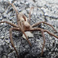 Common Lance-backed Crab Spider thumbnail 2