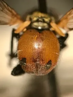 Gymnoclytia immaculata thumbnail 1