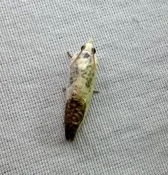 Giant Eucosma Moth thumbnail 2