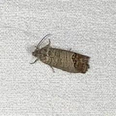 Codling Moth thumbnail 3