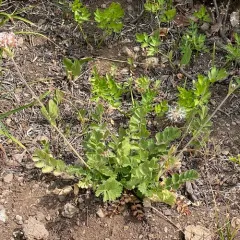 pinewoods horkelia thumbnail 4