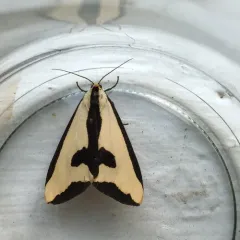 Clymene Moth thumbnail 4