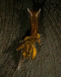 Hansine's Egg Eater thumbnail 3