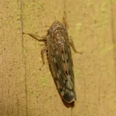 Osbornellus borealis thumbnail 3