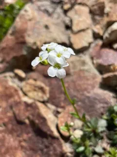 cascade rockcress thumbnail 3