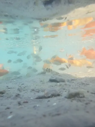Tiger Barb