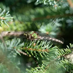 Boreal Snaketail thumbnail 4