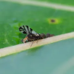 Smoky Poplar Aphid thumbnail 3