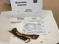 Marasmiellus praeacutus thumbnail 3