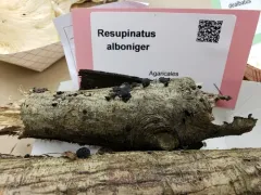 Resupinatus alboniger thumbnail 2