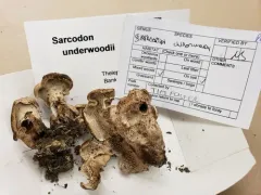 Hydnellum underwoodii thumbnail 2