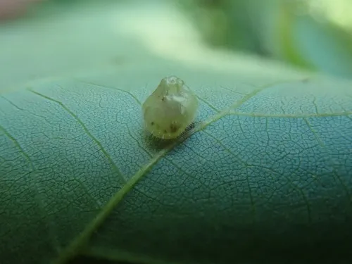 Caryomyia inanis