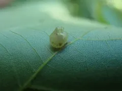 Caryomyia inanis thumbnail 1