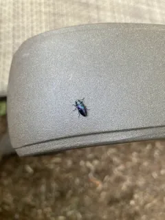 Chrysobothris chlorocephala thumbnail 2